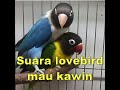 Ide Suara Lovebird Mau Kawin Part , Terupdate!
