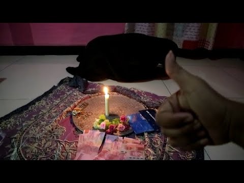 Cara memelihara babi ngepet pesugihan dari nol sampai cuan