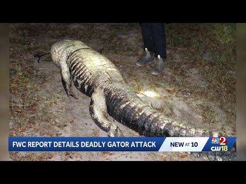 FWC kills Gator responsible for deadly attack of 61-year-old woman thrown from canoe