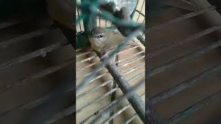 Download lagu Cikrak Bambu Pikat Gacor mp3