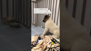野犬の子を引き取って1年後。#元野犬 #野犬 #保護犬との暮らし #犬との暮らし