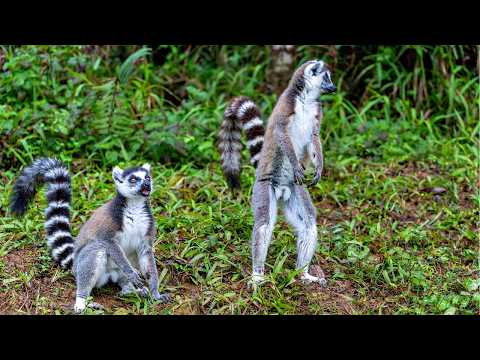Lemur Monkey: 14 Things You Must Know About These Monkeys!