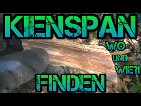 Kienspan/Fatwood suchen und finden!