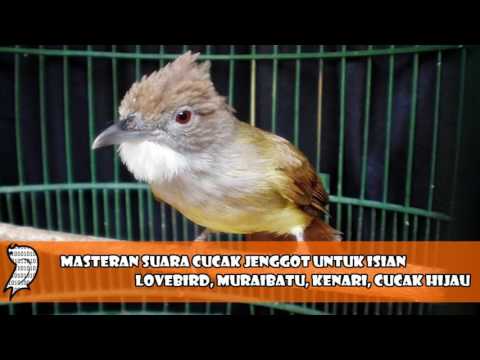 download lagu mp3 mp4 Suara Cucak Jenggot Masteran Lb, download lagu Suara Cucak Jenggot Masteran Lb gratis, unduh video klip Suara Cucak Jenggot Masteran Lb