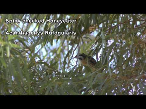 Medárik hnedohrdlý (Acanthagenys rufogularis) — spev a hlas v prírode