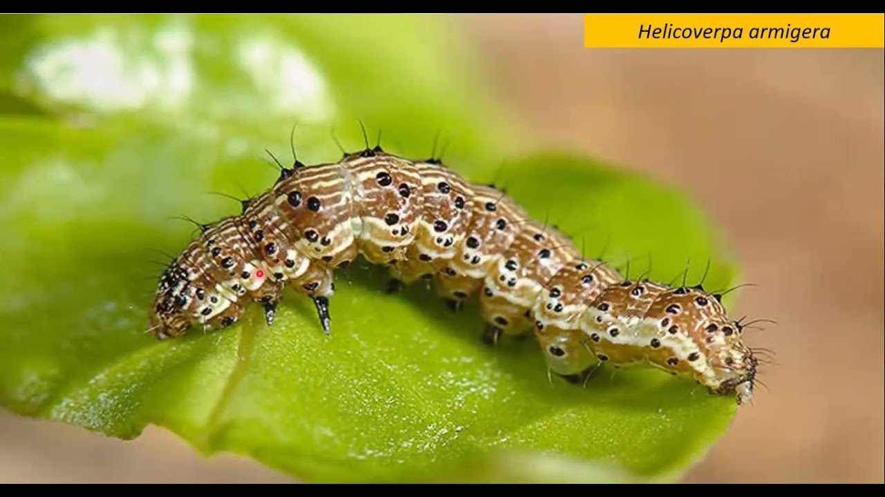 VIDEO AULA 07 CONTROLE DE PRAGAS FEIJOEIRO