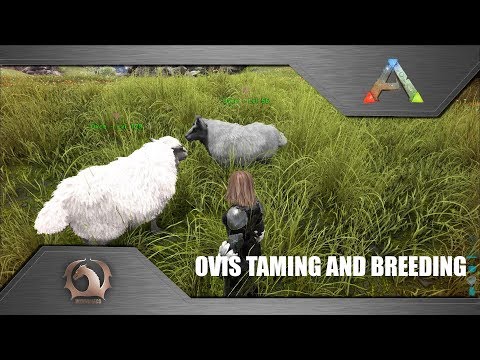 Ark Survival Evolved - Taming and breeding Ovis / Where to find / How to tame (Ragnarok)