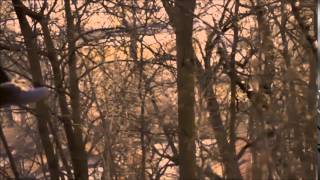 Zulu - I'm on my way home