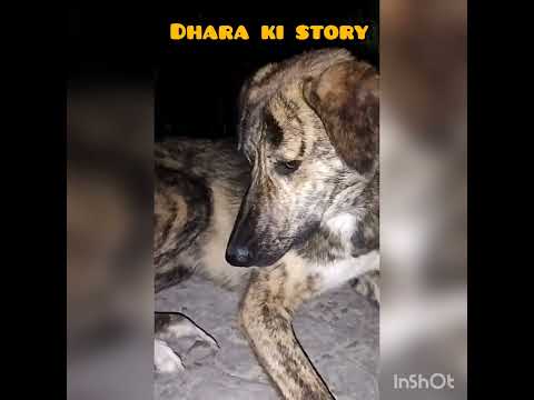 Dhara ki story🙂#video #trending #ytshorts #shorts #youtubeshorts #kuchpalinkenaam🐶#shortvideo
