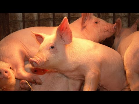 , title : 'Vyplatí se farmářům chovat v České republice prasata? | Rok zemědělce'