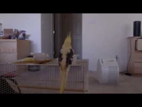 1st YouTube video about how long can cockatiels be left alone