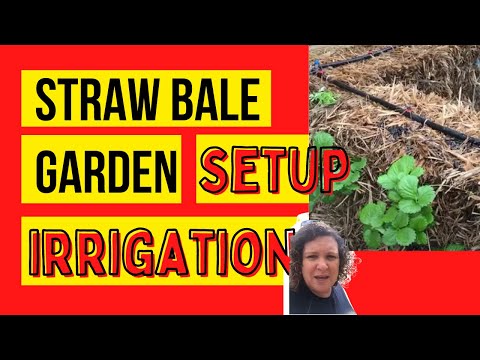 Straw Bale Gardening- irrigation and planting and mushrooms!!