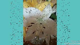 El Velador, Joan Sebastián. 🌷🌺🦁