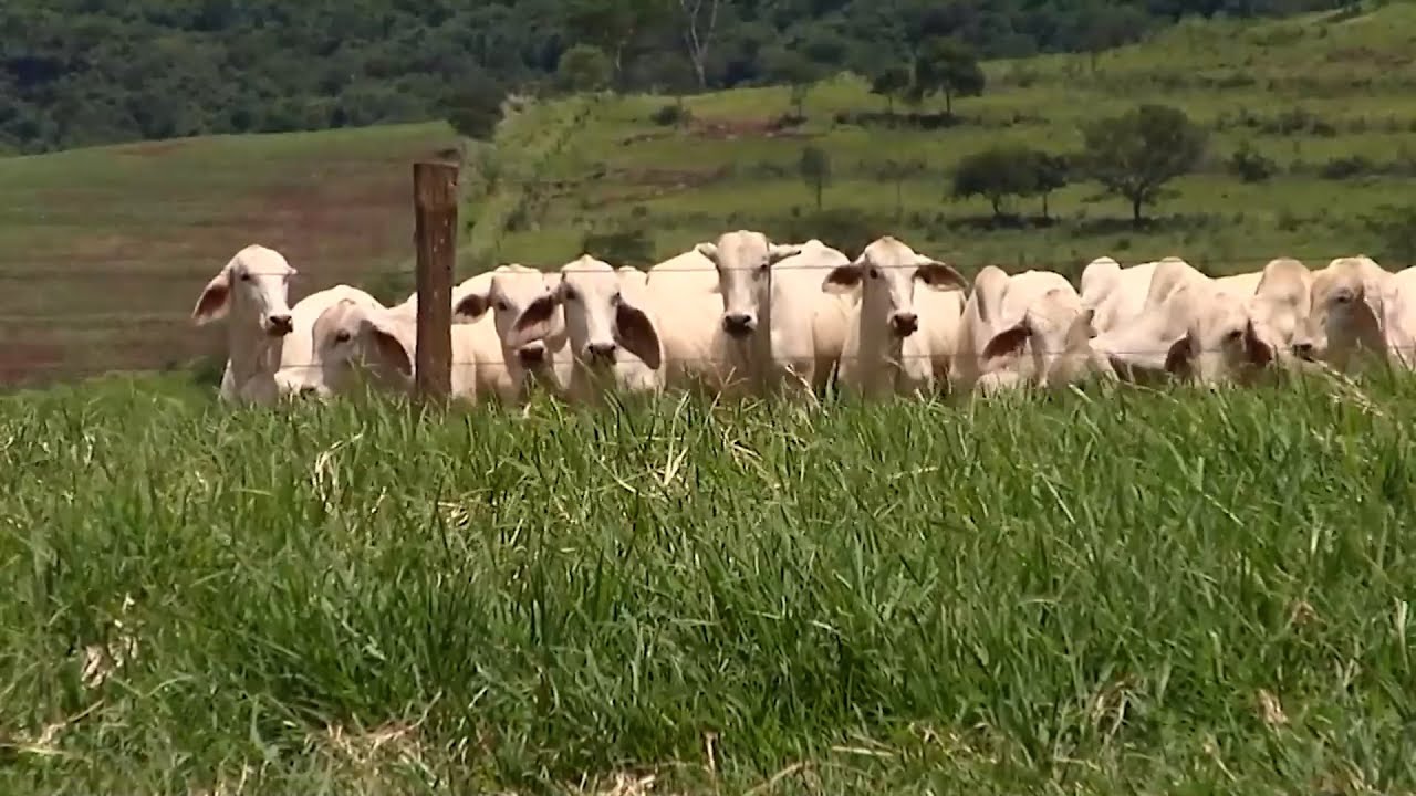 05 ENE LUNES   CAP 2   SEMPRECOL GIRA BRASIL SISTEMA   BRASIL