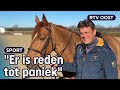 Jeroen Dubbeldam vreest dodelijk paardenvirus | RTV Oost