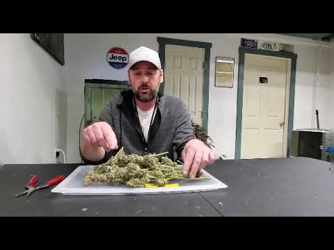 Ethos Hashplant Review