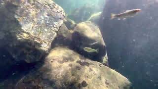 Underwater video of cutthroat trout on the Smith River in Gasquet, CA. Watch till the end!