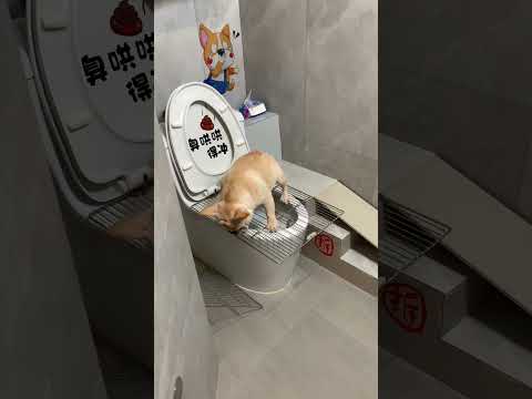 It is getting more and more quick. It takes only 17 seconds to get on and off the toilet and swear