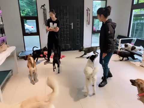 Adopt Mary’s Doggies - Lucina at foster home