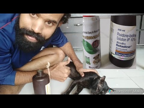 How to Care Cat Wound |EASY & BEST WAY OF CAT WOUND CARE AT HOME