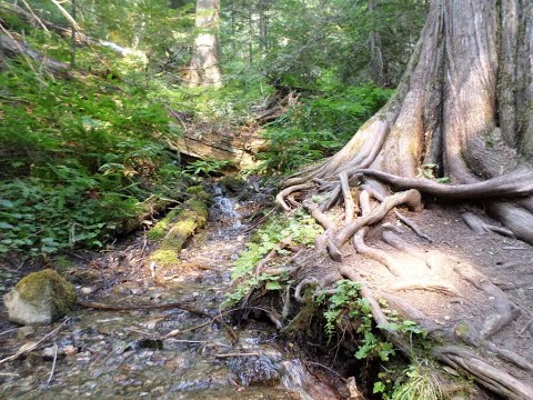 A MAGICAL STREAM in a Magical Forest.