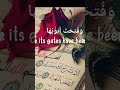 وسيق الذين اتقو ربهم الي الجنه زمراا