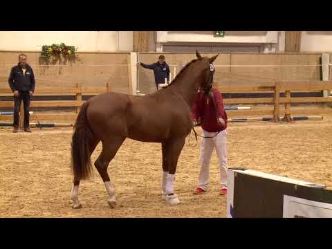 2 Jähriger Hengst (v. For Romance I/Don Frederico)