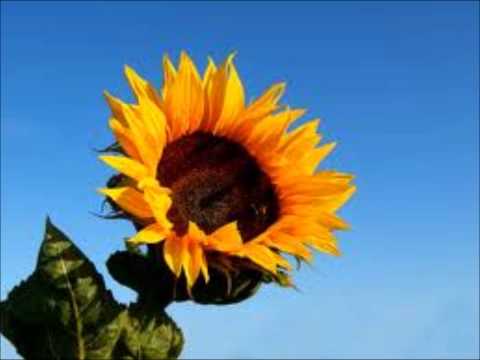 "Ah! Sun-Flower" by William Blake, read by The Wordman