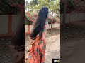 Tanya Tanyasree What App Status Sree More Videos Subscribe My Channel Guys Tanya