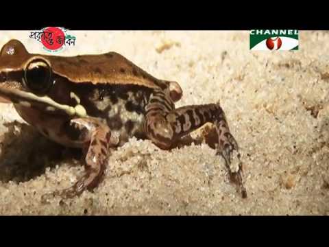 Nature and Life - Episode 238 (Pablakhali Wildlife Sanctuary)