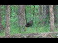 TN Turkey Hunt INSANE GOBBLING