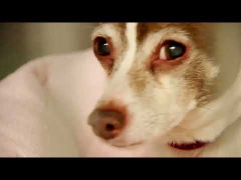 CROCKR & SOMEREAL -  ДАЙ ЛАПА ( ПЕСЕН ЗА НПО "ДОМ ЗА БЕЗДОМНИЧЕТА" SHELTER FOR HOMELESS ANIMALS )