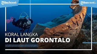 Prilly Latuconsina Lihat Koral Langka Salvador Dali saat Diving di Gorontalo, Begini Wujudnya