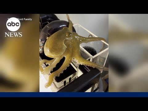 Father and son go viral after their pet octopus gives birth to 50 babies