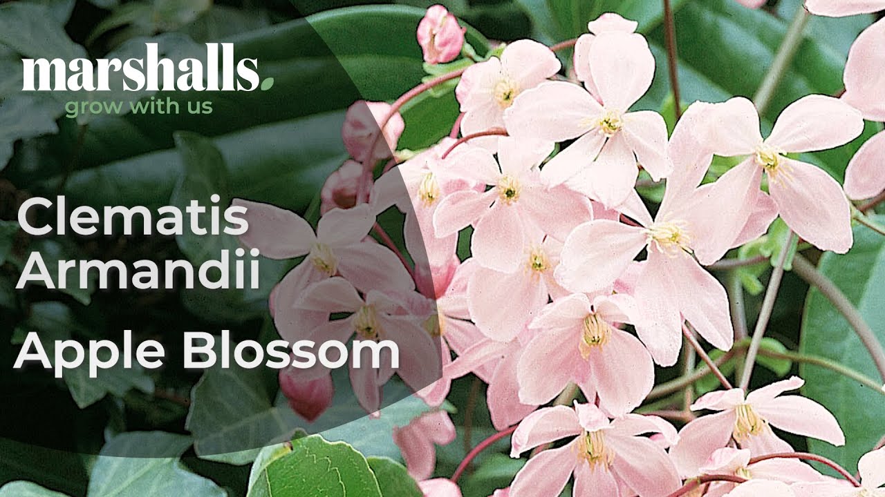 Clematis Armandii Apple Blossom