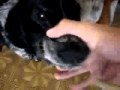 Crazy Dawg Dropping Mad Flow On Electro Beatz