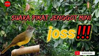 Download lagu ANTI ZONK!!! suara pikat jenggot mini terbaru mp3