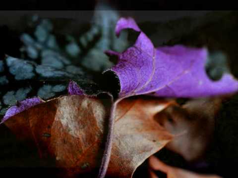 Nic Chagall Feat. Jonathan Mendelsohn - This Moment