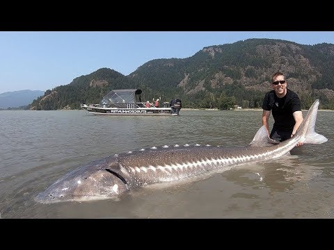 Catch and Cook Sturgeon!!! How to catch giant sturgeon --