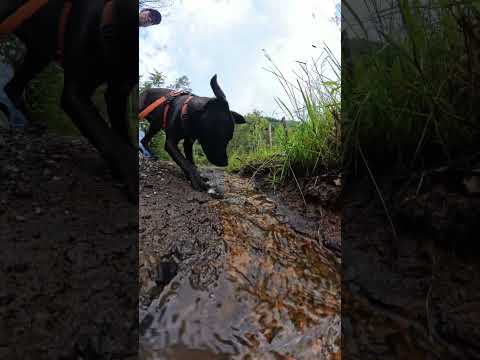 Senderismo con mi perro en Boavita, Boyacá 🐕🌿 | Naturaleza de Colombia #Shorts