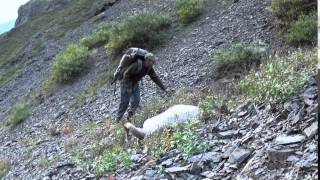 Membership Drive Winner: Tim Ross, Alaska Dall Sheep