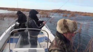 Как ловят щуку в астрахани осенью