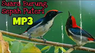 Download lagu Suara Pancing Burung Cabean merah | Burung Cabai Merah | Sepah Puteri | Chirp of Birds mp3