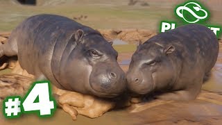 A Hippo Mud Party!!! - Planet Zoo | Ep4 HD