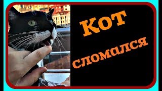 Смешные кошки приколы про кошек и котов