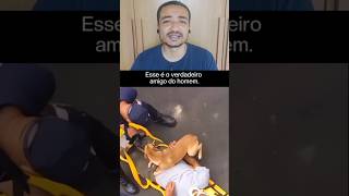 Aqui está o amigo fiel de verdade #shorts