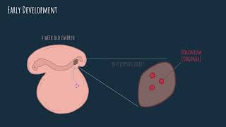 Oogenesis -  embryonic development