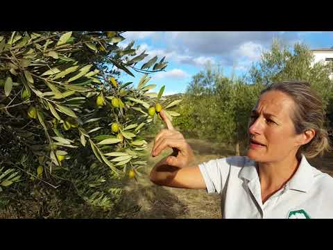 From the tree to table olives - how and when to pick olives in rural Andalucia