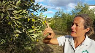 From the tree to table olives - how and when to pick olives in rural Andalucia