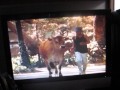 In The Line Of Fire 1993 VHS Previews
